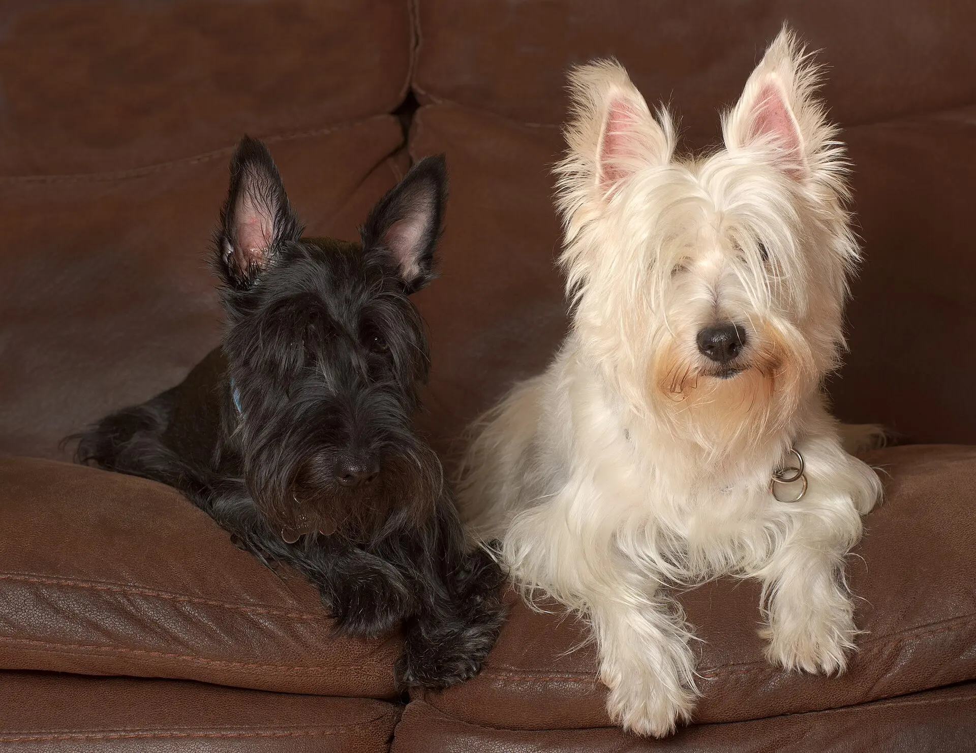Alimentation du Scottish terrier : nos conseils d’expert