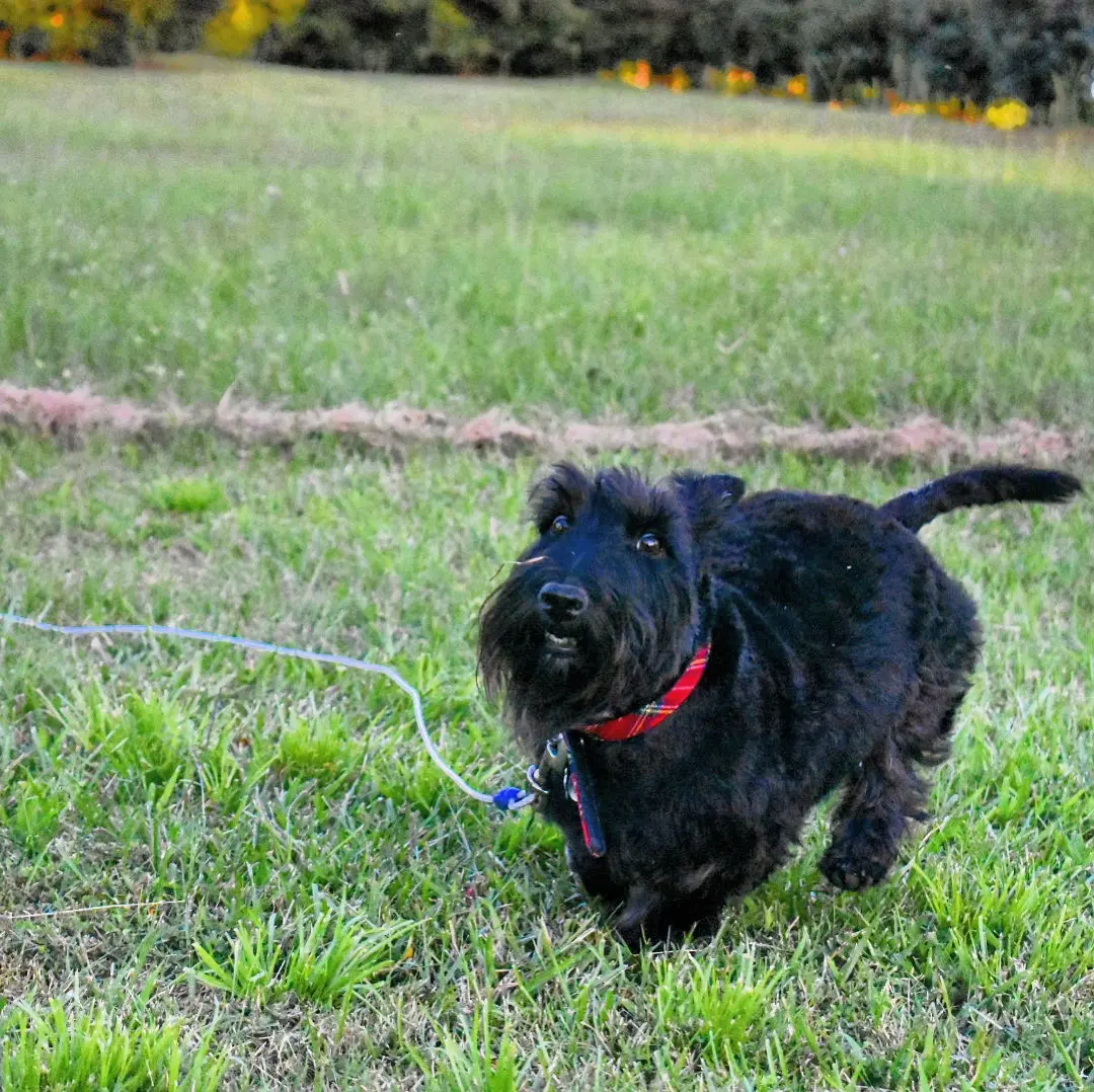 Réussir le dressage du Scottish Terrier au quotidien