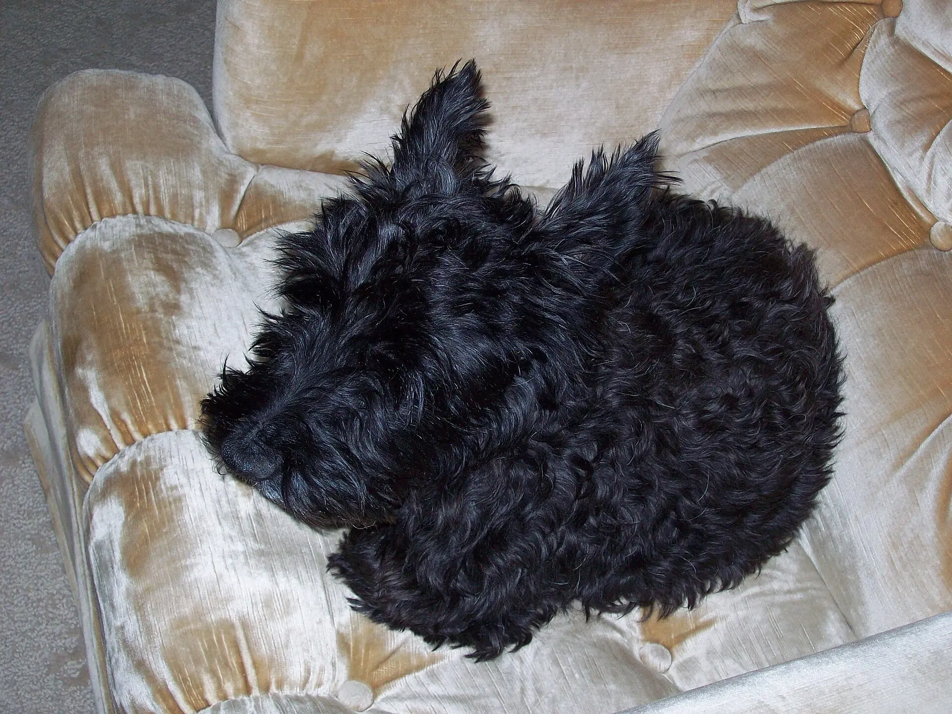 Tout savoir sur l’espérance de vie du Scottish Terrier