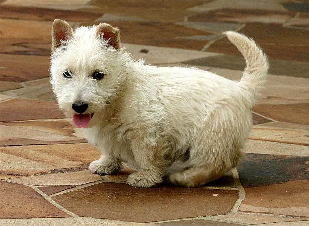 Quel est le prix d’un terrier écossais pour une adoption ?