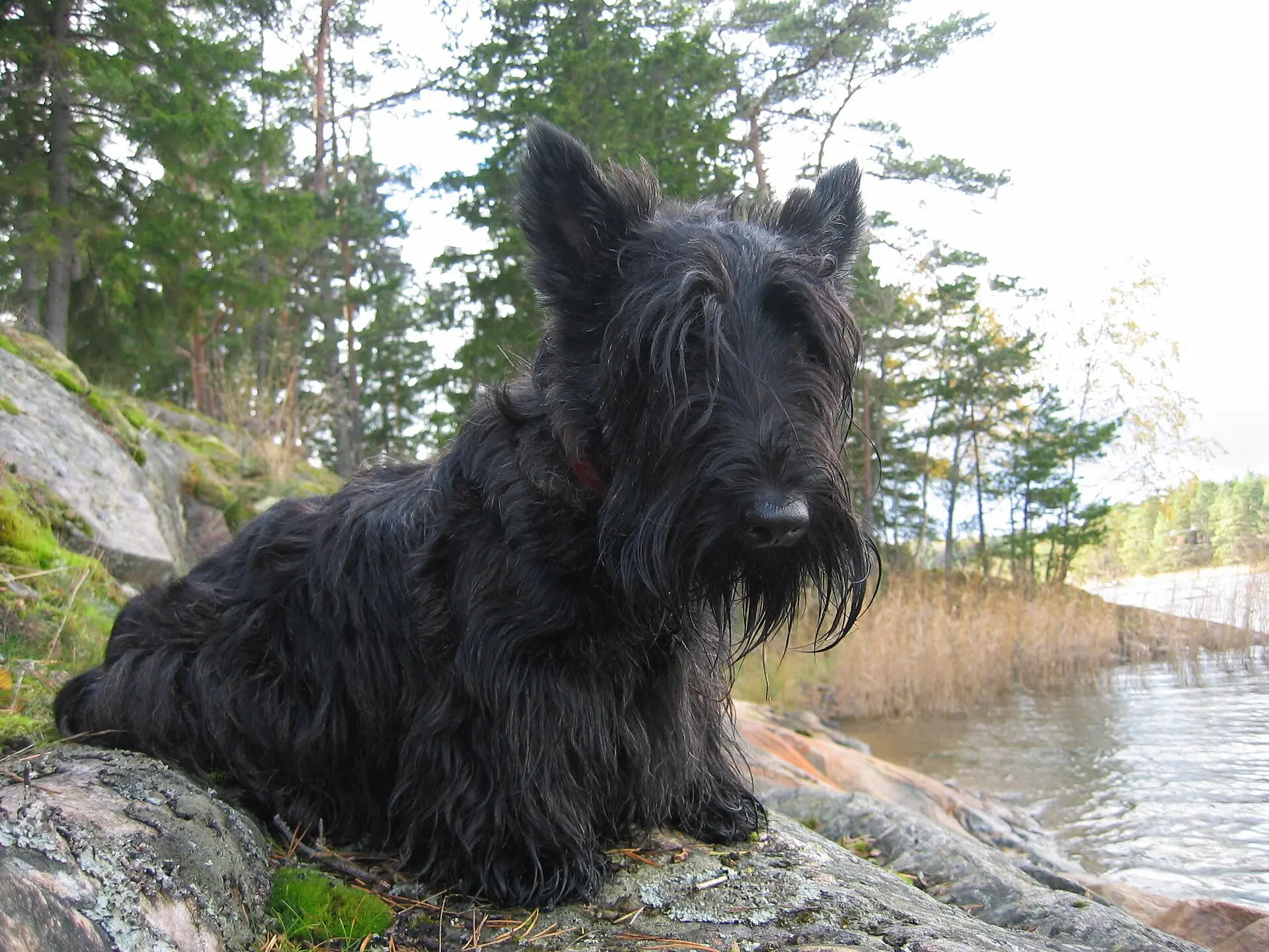 Scottish terrier au bord d'un lac